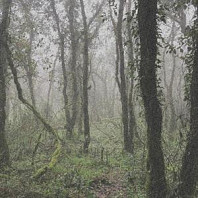 Orbe - El Bosque De La Niebla