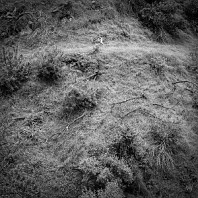 Anna Tivel - Animal Poem