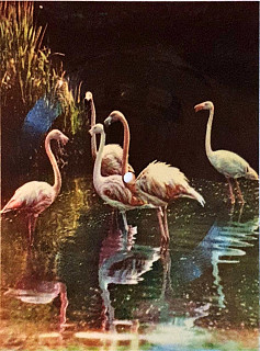 Miroslav Šuba - Odkud ptáci letí